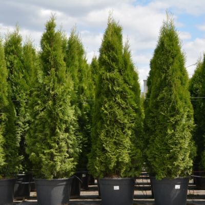 Туя западная Колумна Туя западная Колумна фото