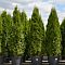 Туя западная Колумна Туя западная Колумна фото