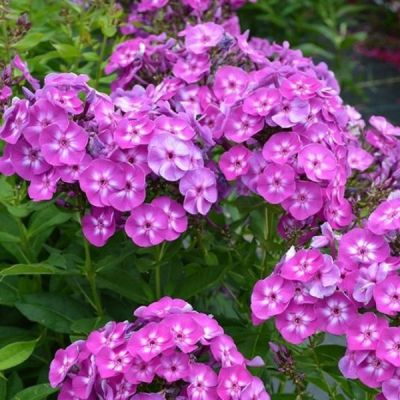 Флокс метельчатый Свит Саммер Сюрпрайз Флокс метельчатый Свит Саммер Сюрпрайз - Dolina-Sad.Ru