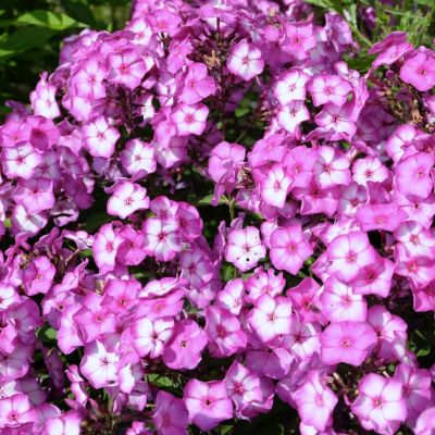 Флокс Свит Саммер Флокс Свит Саммер - Dolina-Sad.Ru