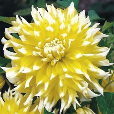 Георгина Гранд При (Гиганты) фото