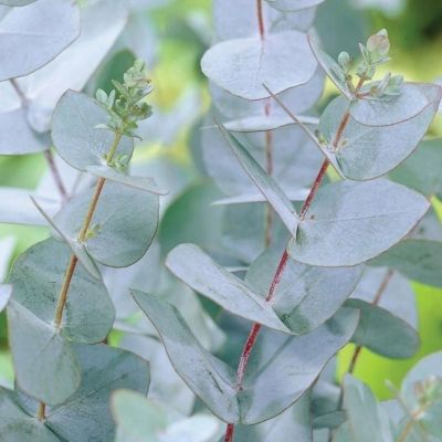 Эвкалипт гуна каджер Эвкалипт гуна каджер - Dolina-Sad.Ru