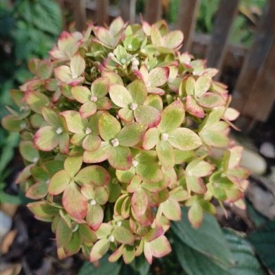 Гортензия метельчатая Би Грин Гортензия метельчатая Би Грин - Dolina-Sad.Ru