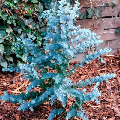 Эвкалипт гуна каджер Эвкалипт гуна каджер - Dolina-Sad.Ru