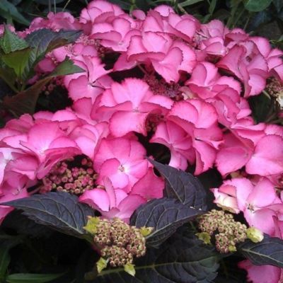 Гортензия крупнолистная Тифани Пинк, С2 Гортензия крупнолистная Тифани Пинк, С2 - Dolina-Sad.Ru