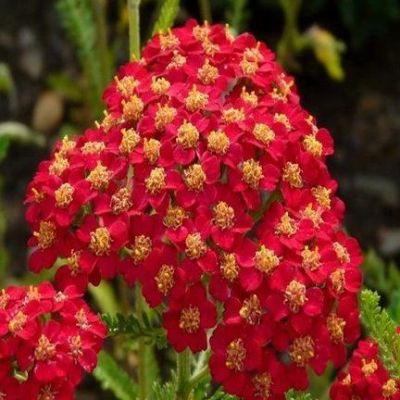 Тысячелистник Паприка фото