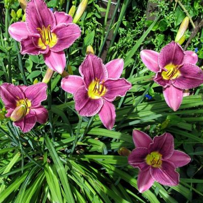 Лилейник Прейри Блу Айс Лилейник Прейри Блу Айс фото