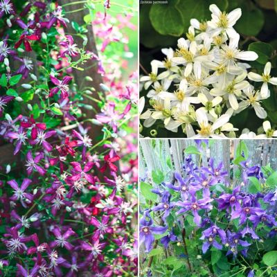 Комплект мелкоцветковых клематисов Заря Комплект мелкоцветковых клематисов Заря - Dolina-Sad.Ru