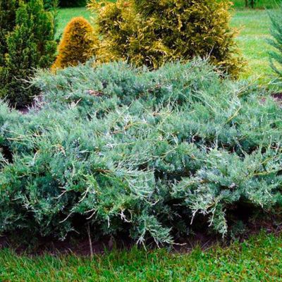 Можжевельник виргинский Блю Клауд Можжевельник виргинский Блю Клауд - Dolina-Sad.Ru