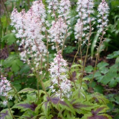 Тиарелла Шуга энд Спайс , С1,5 Тиарелла Шуга энд Спайс , С1,5 фото