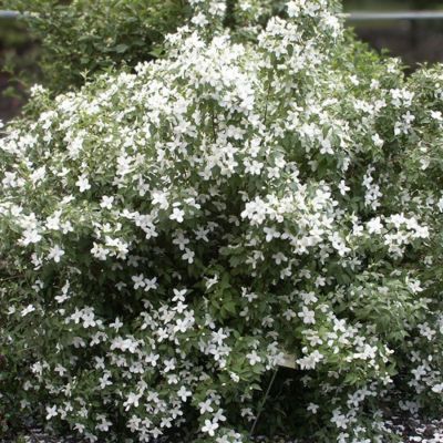 Чубушник Силберреген, С3 - Dolina-Sad.Ru