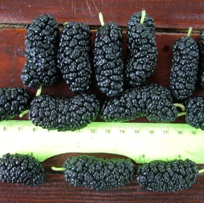 Шелковица черная Жемчужина Шелковица черная Жемчужина фото