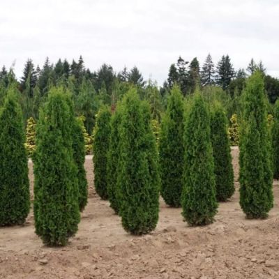 Туя западная Колумна Туя западная Колумна фото