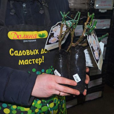 Роза Петтикоат Роза Петтикоат фото