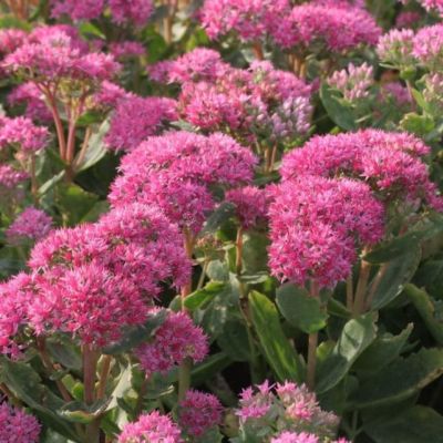 Седум видный Карл , P9 Седум видный Карл , P9 фото