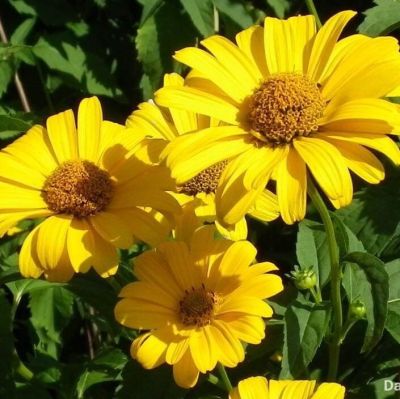 Гелиопсис Скабра Гелиопсис Скабра - Dolina-Sad.Ru