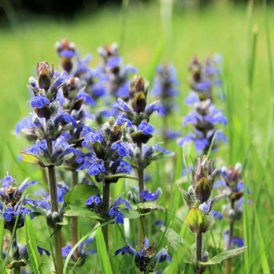 Живучка ползучая "Катлинс Джайянт" Живучка ползучая "Катлинс Джайянт" фото