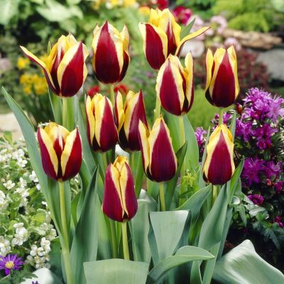 Тюльпан Гавота фото