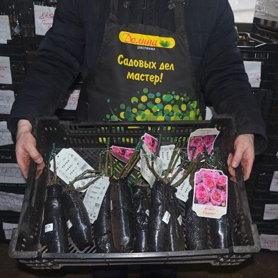 Роза Беверли Роза Беверли фото