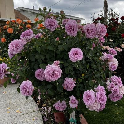 Роза штамбовая Пасифик Роза штамбовая Пасифик - Dolina-Sad.Ru