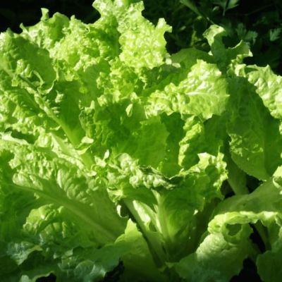 Салат Задор (А) Салат Задор (А) фото