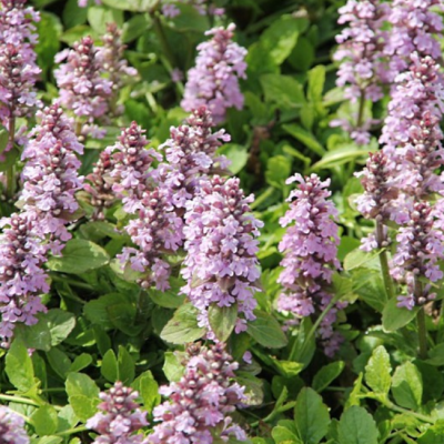 Живучка ползучая Розеа фото