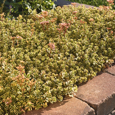 Седум Уот Дузи Седум Уот Дузи - Dolina-Sad.Ru