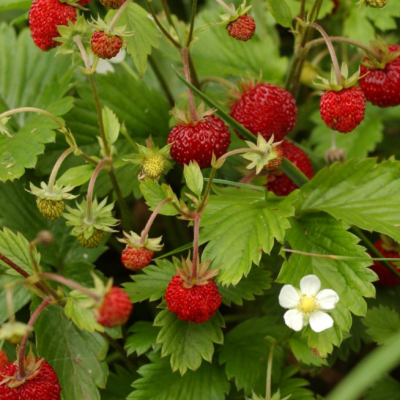 Земляника лесная фото