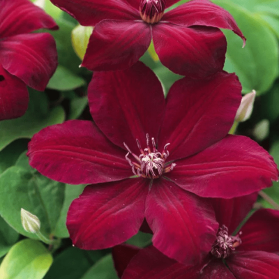 Клематис Вестерплатте Клематис Вестерплатте фото