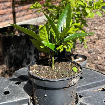 Лимон Пандероза Лимон Пандероза фото