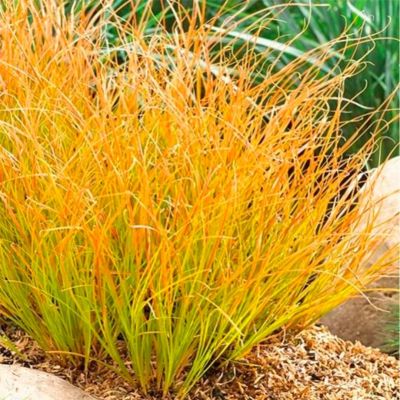 Осока кирпичная Прейри Фаер Осока кирпичная Прейри Фаер - Dolina-Sad.Ru