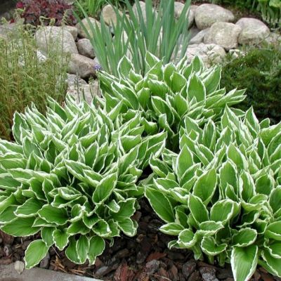 Хоста волнистая Альбомаргината , x Хоста волнистая Альбомаргината , x фото