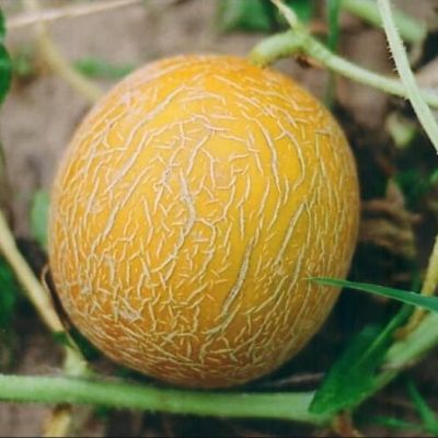 Дыня Казачка 244 Дыня Казачка 244 фото