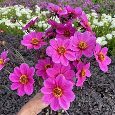 Георгина Джулиет Георгина Джулиет - Dolina-Sad.Ru