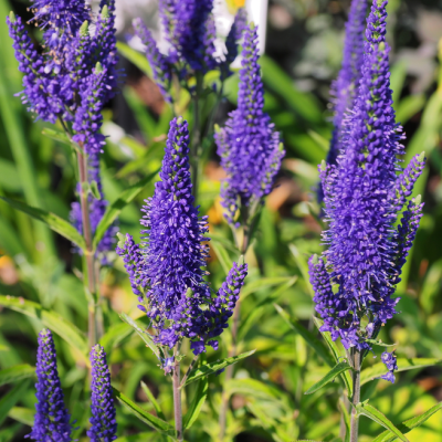 Вероника длиннолистная Мариетта Вероника длиннолистная Мариетта фото