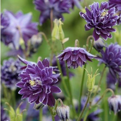 Аквилегия махровая Криста Барлоу - Dolina-Sad.Ru