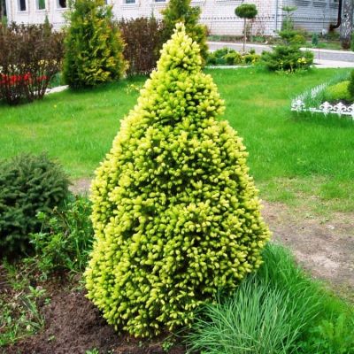 Ель канадская Сан он де Скай Ель канадская Сан он де Скай фото