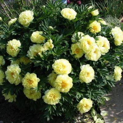 Пион Гарден Треже Пион Гарден Треже фото