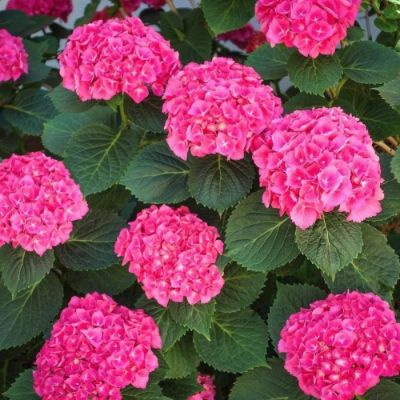 Гортензия крупнолистная Претти Пинк - Dolina-Sad.Ru