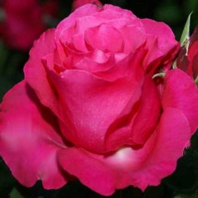 Роза Чатыр-Даг Роза Чатыр-Даг - Dolina-Sad.Ru