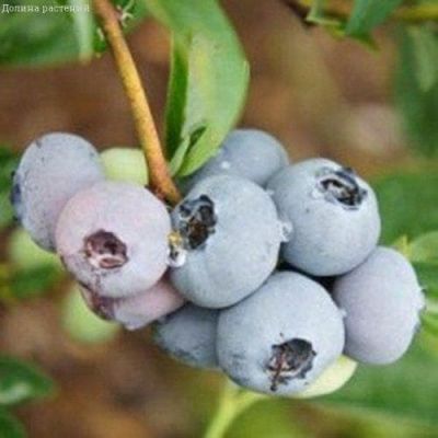 Голубика Нортланд фото