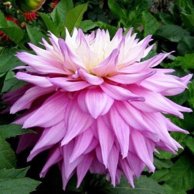 Георгина Сэр Альф Рамсэй (Гиганты) Георгина Сэр Альф Рамсэй (Гиганты) фото