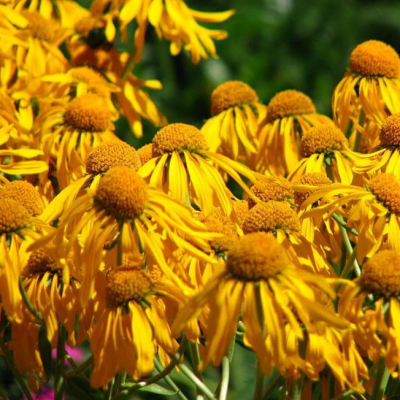 Гелениум Хупа Гелениум Хупа фото