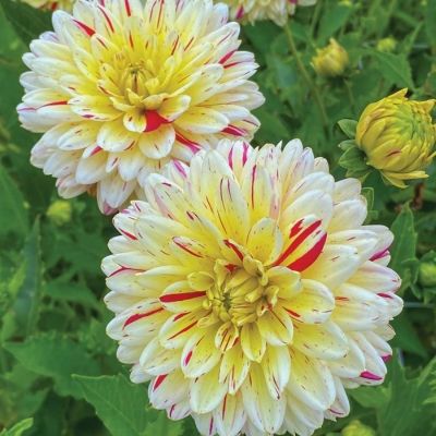 Георгина Крем Сайленс - Dolina-Sad.Ru