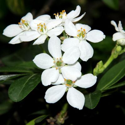 Шуазия Уайт Шуазия Уайт - Dolina-Sad.Ru