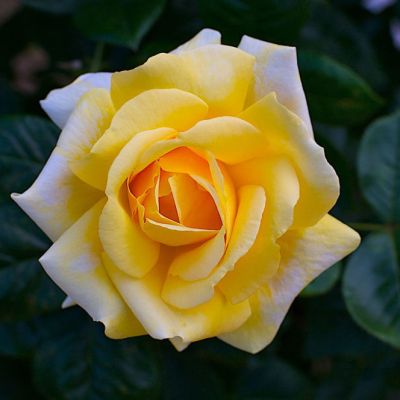 Роза Миккеланжело Роза Миккеланжело фото