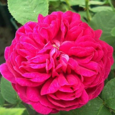 Роза Де Агуссао - Dolina-Sad.Ru