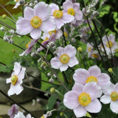 Анемона гибридная Ричард Аренс - Dolina-Sad.Ru