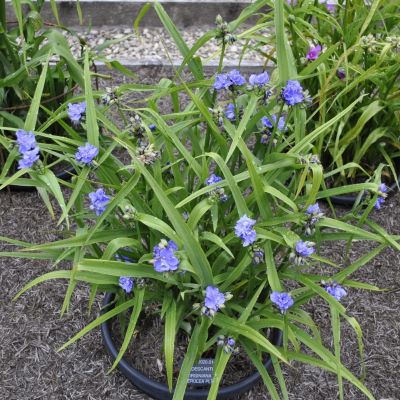 Традесканция Андерсона Церулеа Плена Традесканция Андерсона Церулеа Плена - Dolina-Sad.Ru