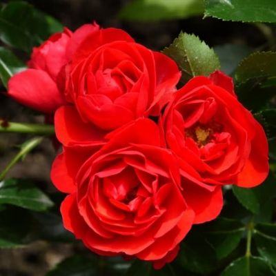 Роза Соррент Роза Соррент фото